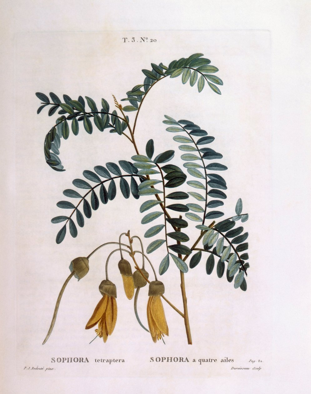 Kowhai (Sophora tetraptera ou Edwardsia grandiflora), planche botanique de Henry Louis Duhamel du Monceau par Pierre Joseph Redouté - Pierre Joseph Redouté