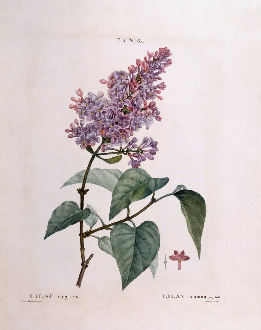 Lilas (Syringa vulgaris), planche botanique de Henry Louis Duhamel du Monceau par Pierre Joseph Redouté - Pierre Joseph Redouté