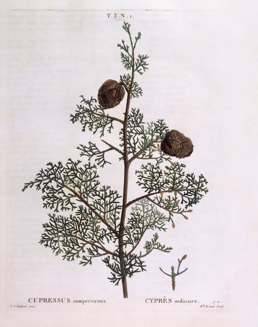 Cyprès méditerranéen (Cupressus sempervirens), planche botanique par Pierre Joseph Redouté - Pierre Joseph Redouté
