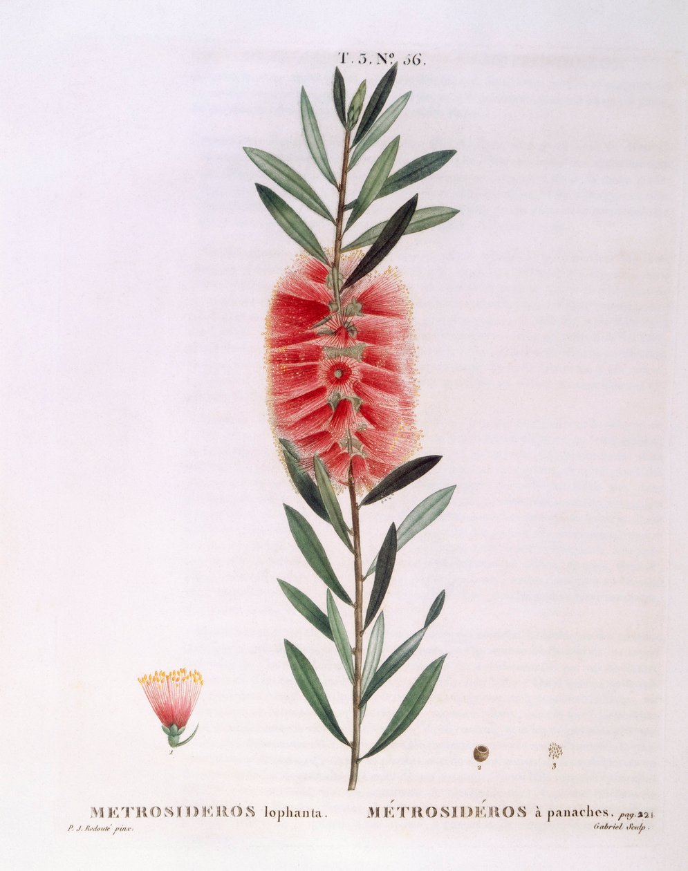Metrosideros Lophanta, planche botanique de Henry Louis Duhamel du Monceau par Pierre Joseph Redouté - Pierre Joseph Redouté