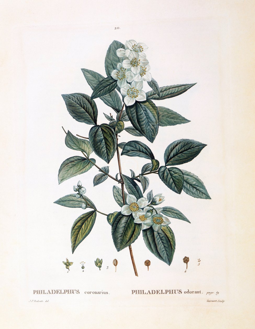 Seringat (Philadelphus coronarius), planche botanique par Pierre Joseph Redouté - Pierre Joseph Redouté