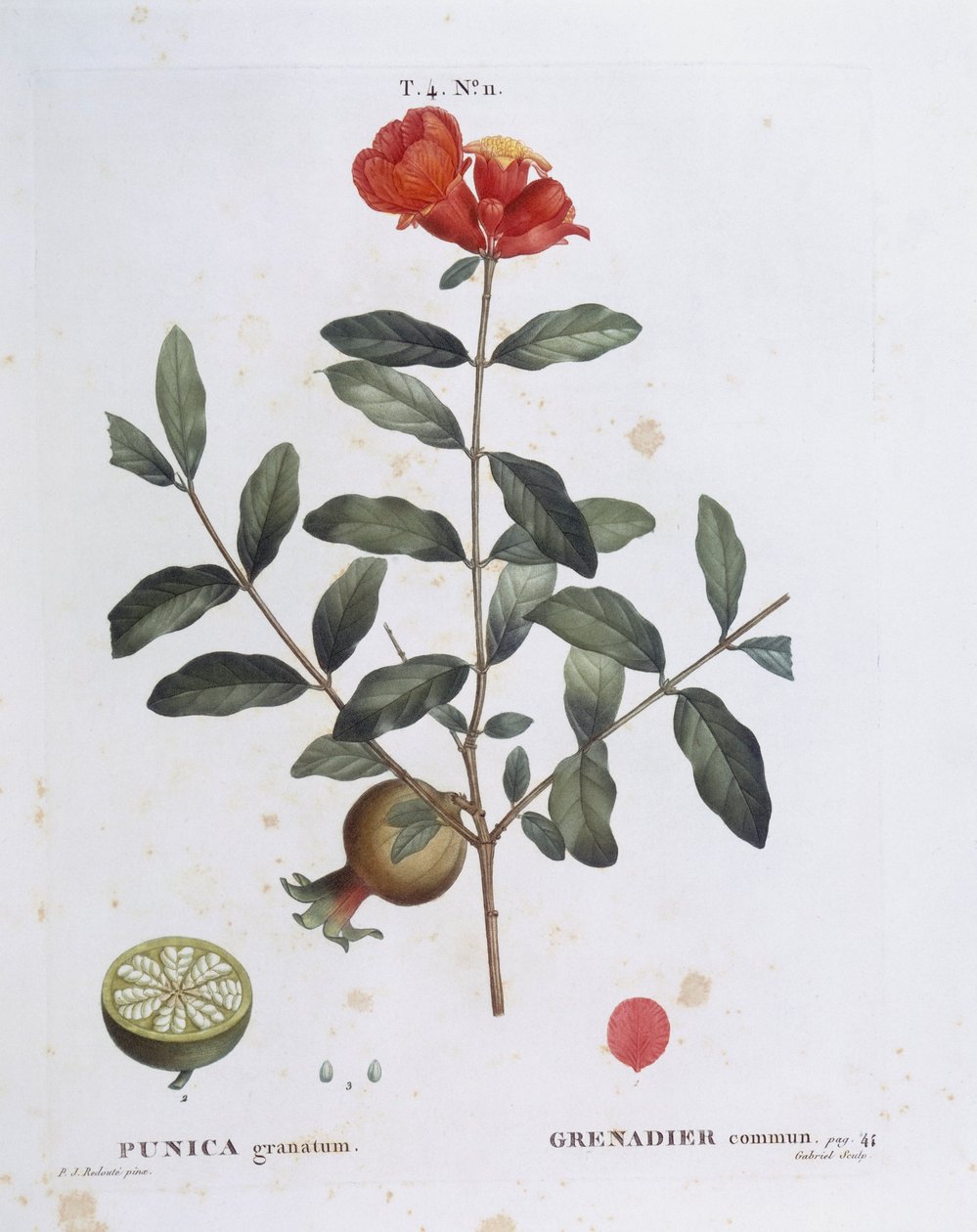 Grenade (Punica granatum), planche botanique par Pierre Joseph Redouté - Pierre Joseph Redouté