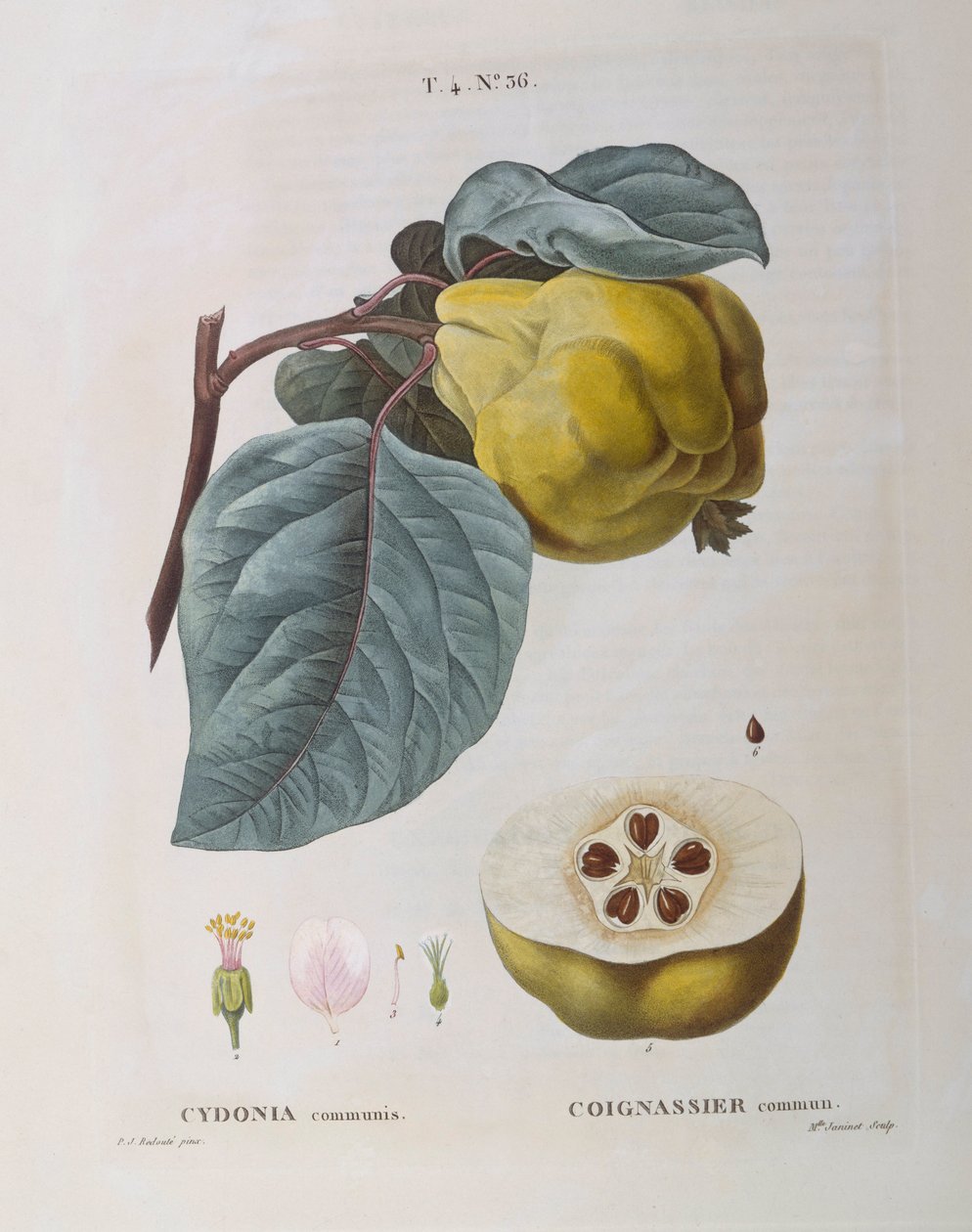 Coing (Cydonia communis), planche botanique par Pierre Joseph Redouté - Pierre-Joseph Redouté