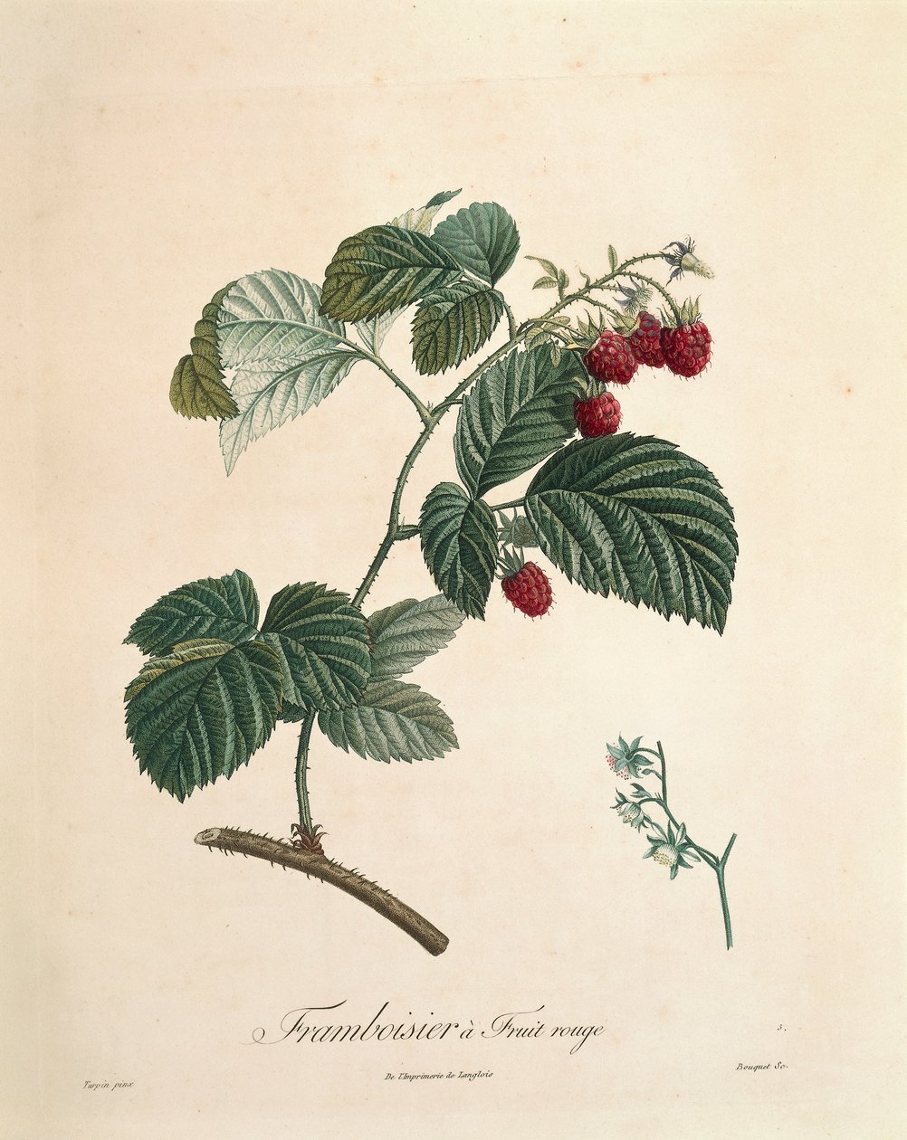 Framboise par Pierre Joseph Redouté - Pierre Joseph Redouté