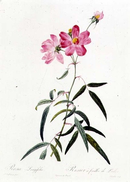 Rosa Longifolia - Pierre Joseph Redouté