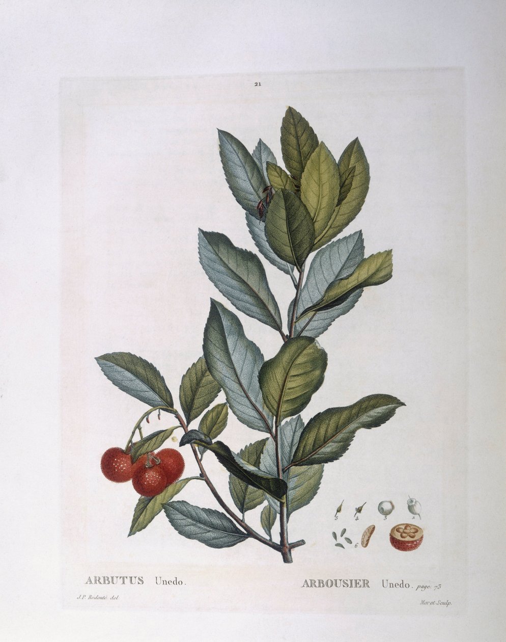 Arbousier (Arbutus unedo), planche botanique par Pierre Joseph Redouté - Pierre Joseph Redouté