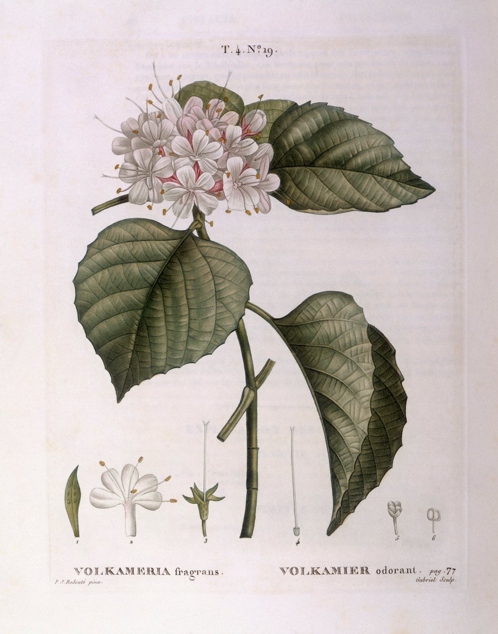 Volkameria fragrans, planche botanique par Pierre Joseph Redouté - Pierre Joseph Redouté