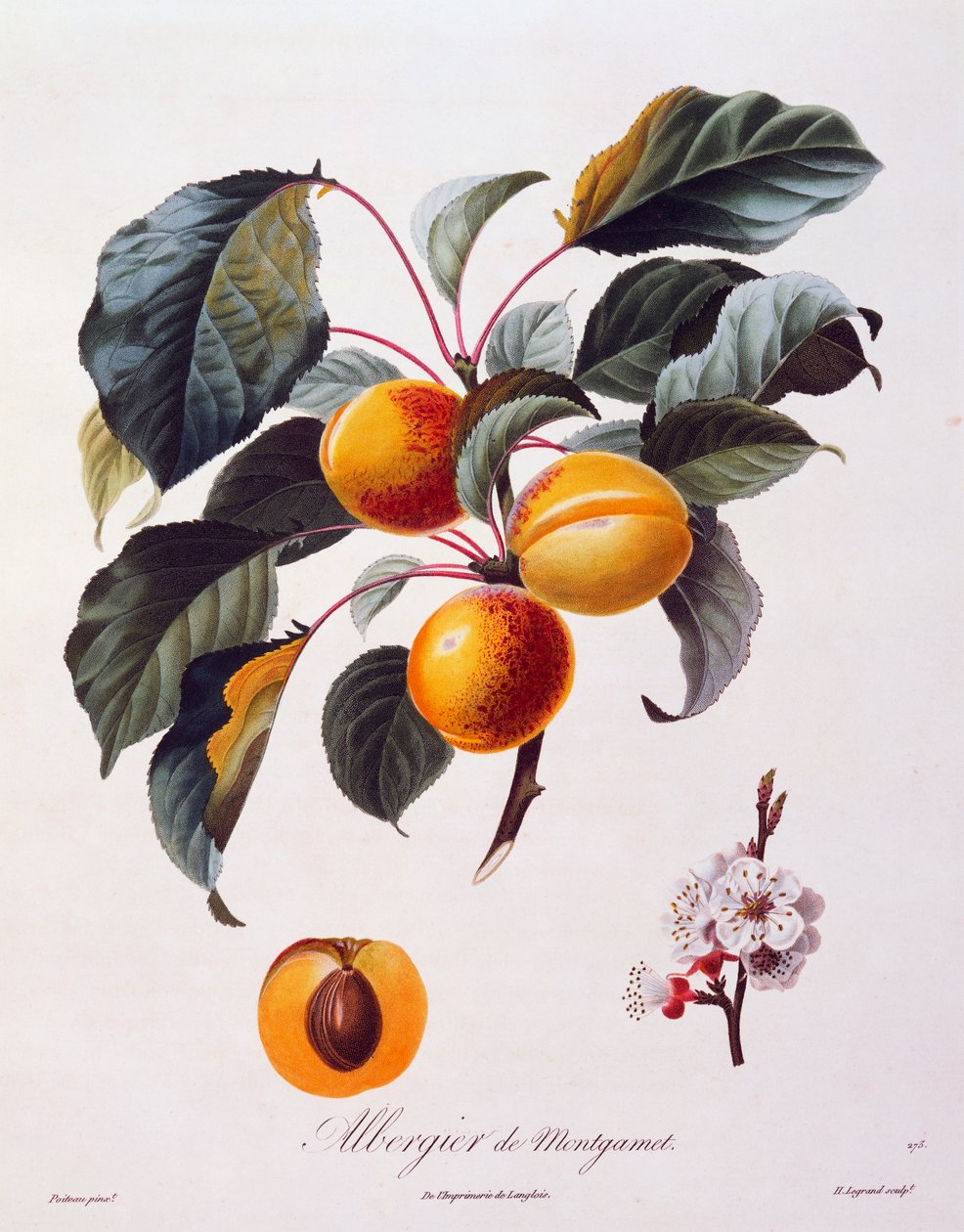 Fruits et fleurs d