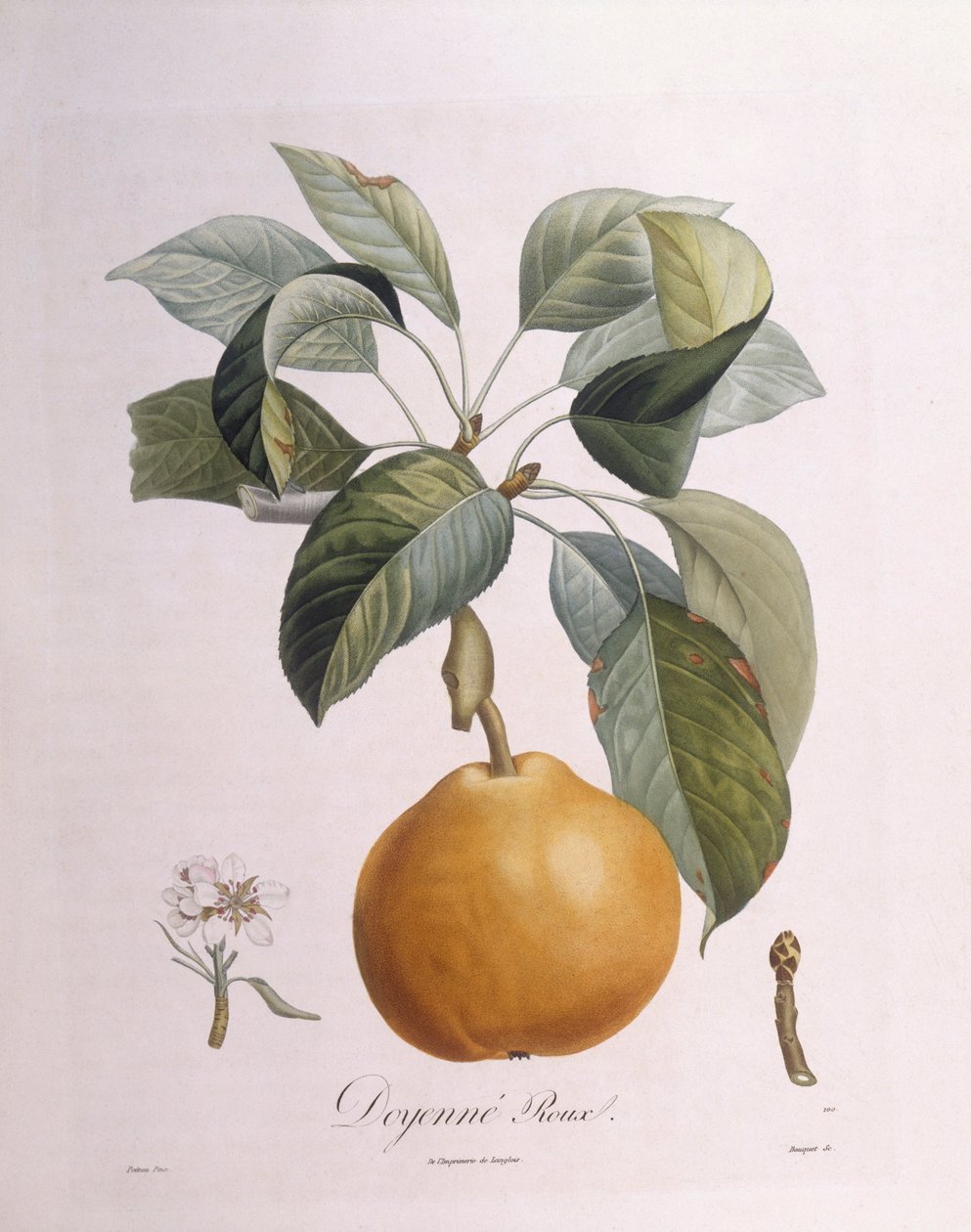 Poire "Doyenné roux", planche botanique par Pierre Antoine Poiteau - Pierre Antoine (after) Poiteau