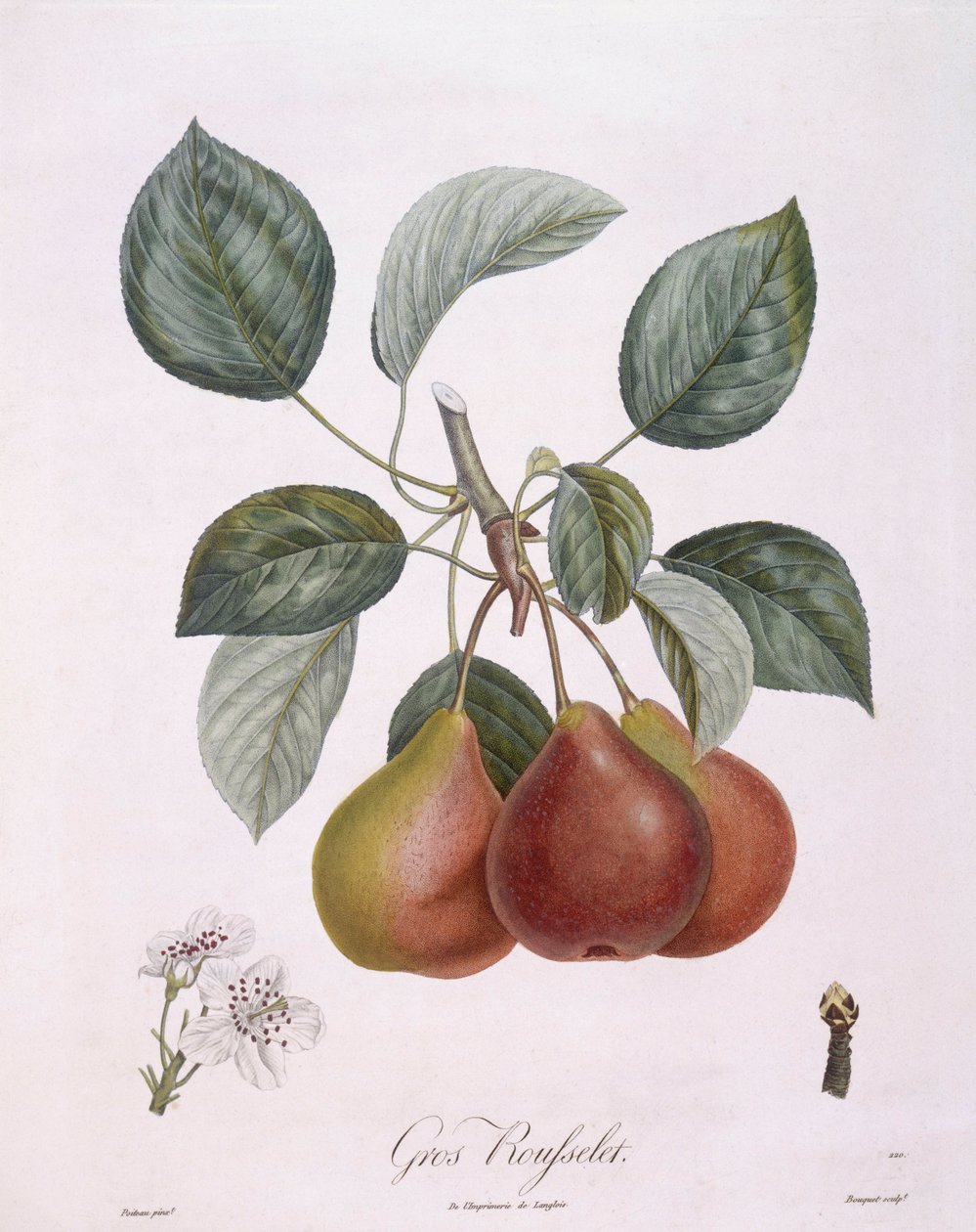 Poire "Gros Rousselet", planche botanique par Pierre Antoine Poiteau - Pierre Antoine (after) Poiteau