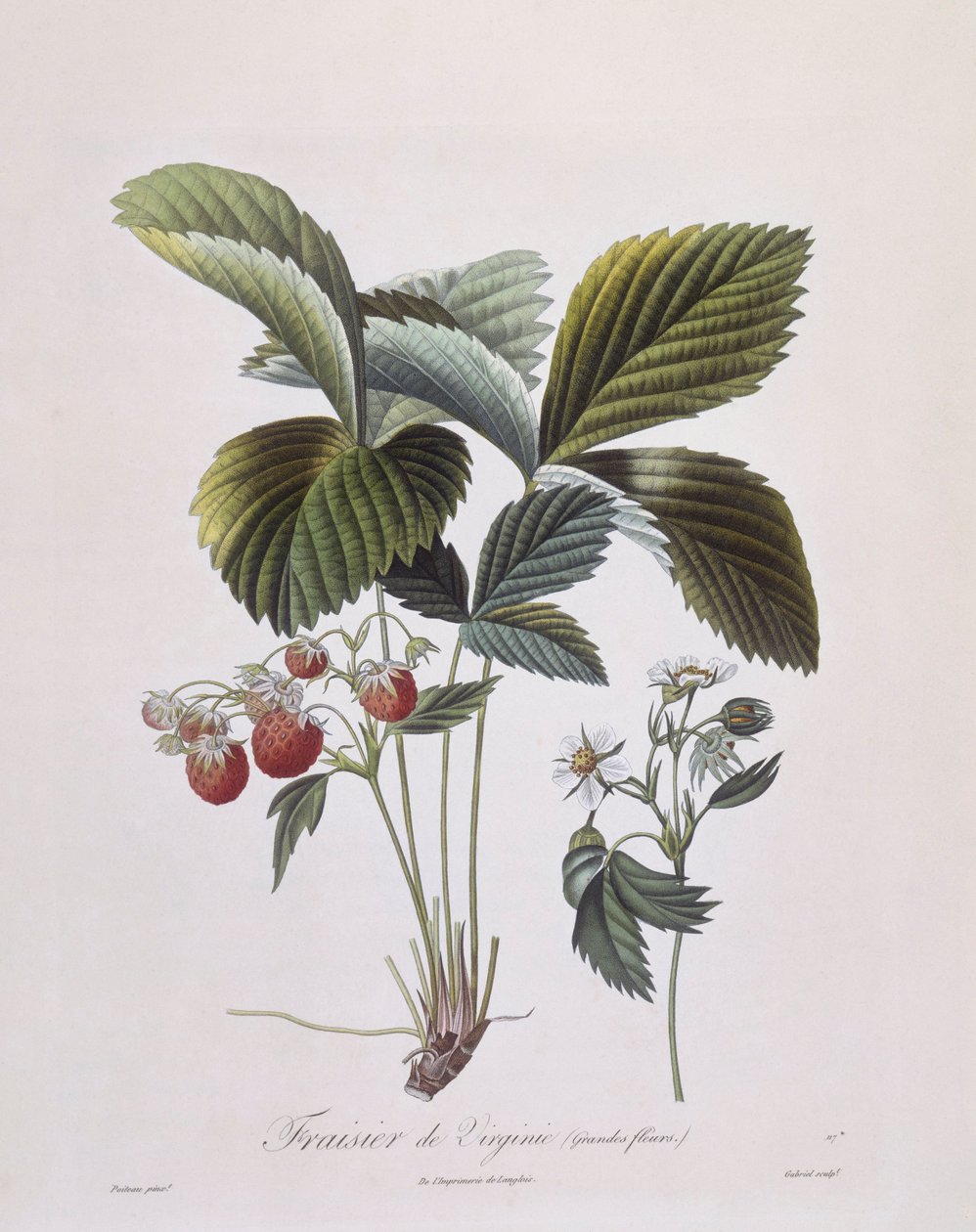 Fraise de Virginie (Fragaria virginiana), Henry Louis Duhamel du Monceau, planche botanique par Pierre Antoine Poiteau - Pierre Antoine (after) Poiteau