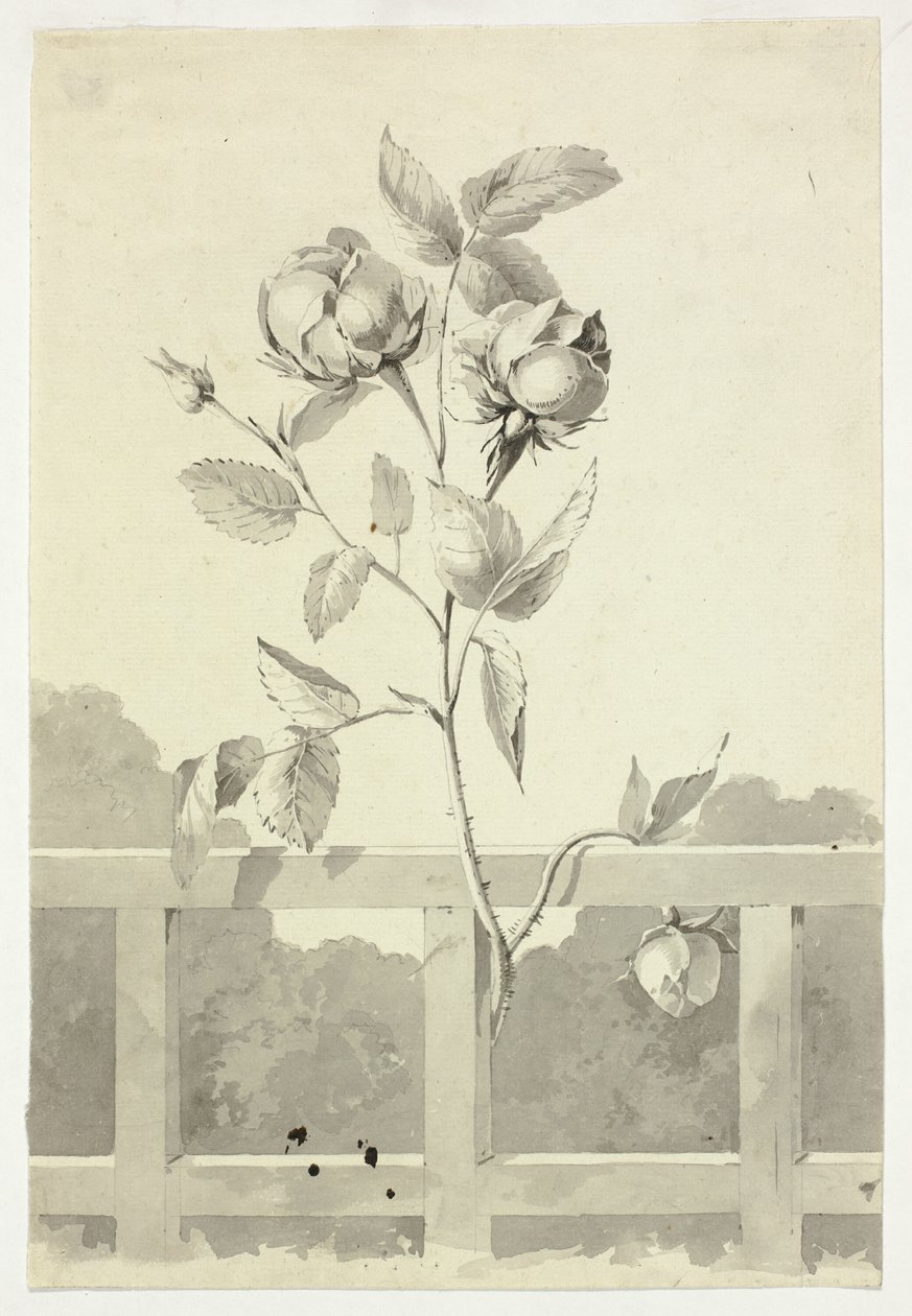Rose - Pierre Antoine Mongin
