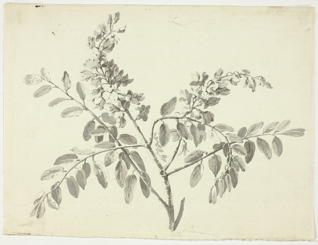 La branche fleurie - Pierre Antoine Mongin