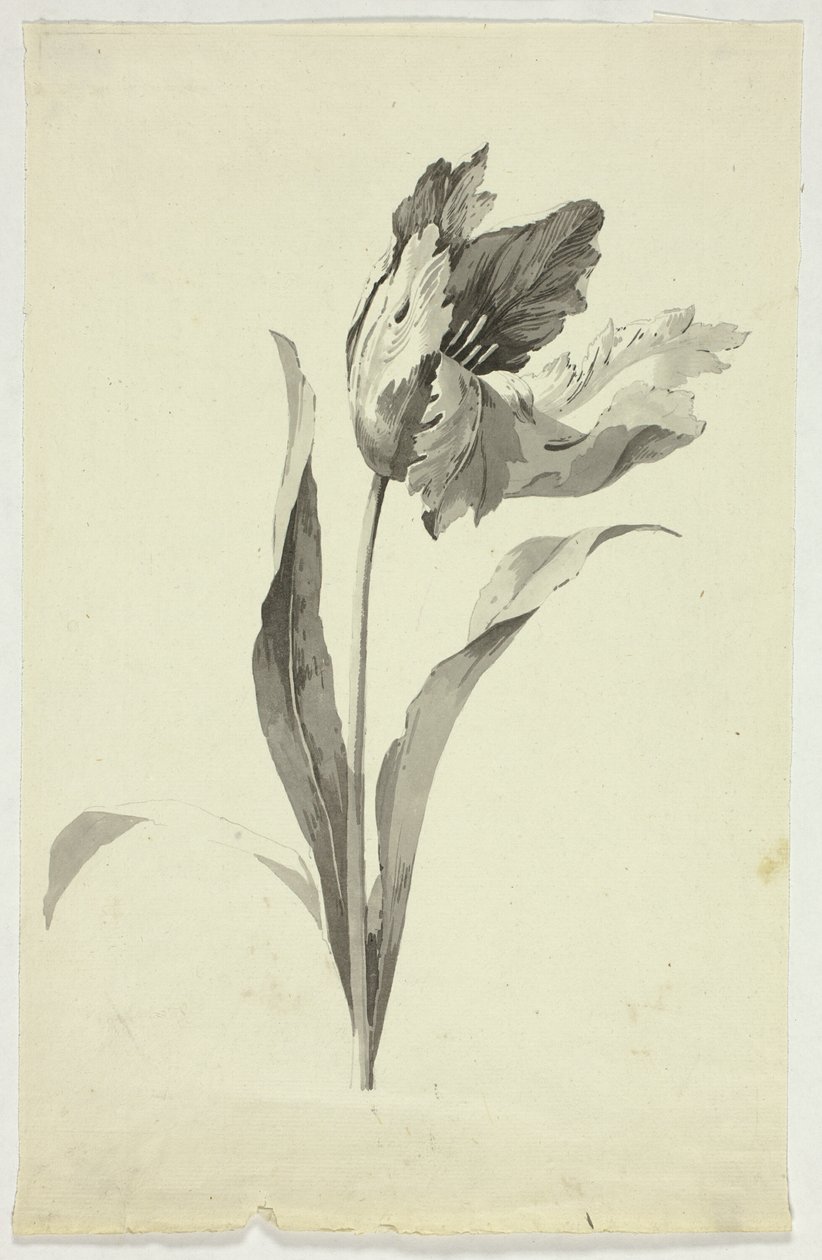 Tulipe - Pierre Antoine Mongin