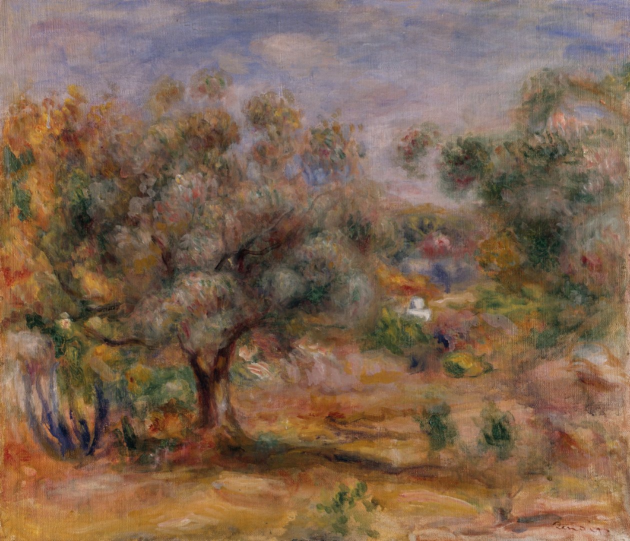 Olivier aux Collettes, vers 1910-15 (huile sur toile) - Pierre Auguste Renoir