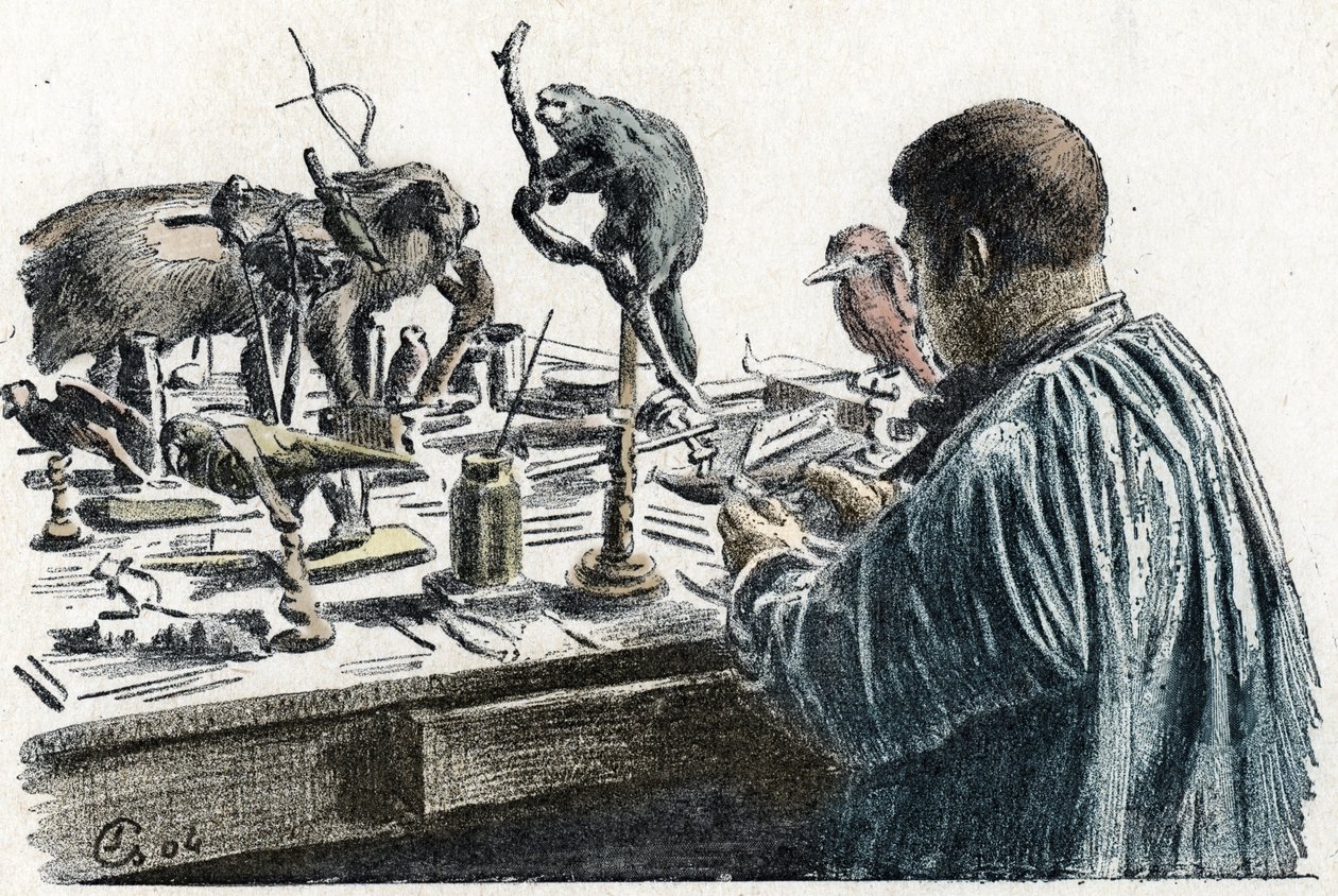 Taxidermie : Un taxidermiste empaille des animaux dans son atelier Gravure de Excursion à travers les métiers par Pierre Calmette Collection privée - Pierre Calmettes
