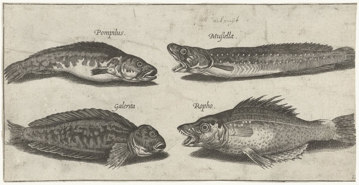 Morue à fourche, perche dentée, blennie cornue et un poisson noir - Pierre Firens