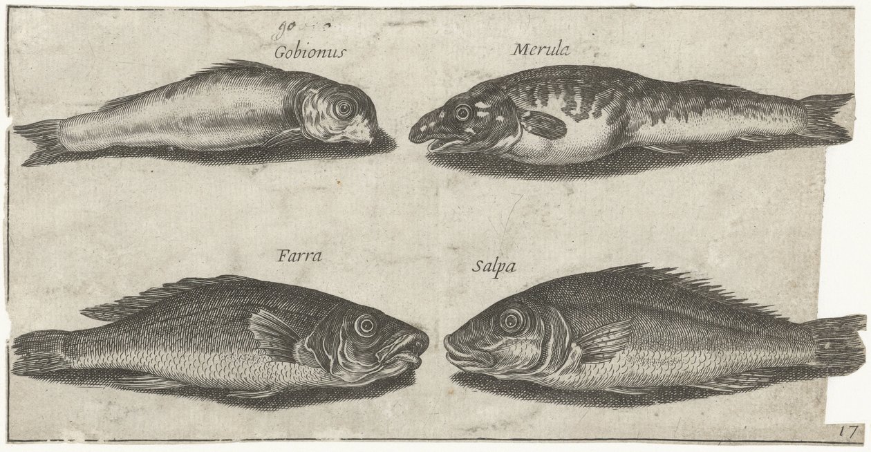 Goujon, cabillaud, merlan et un autre poisson - Pierre Firens