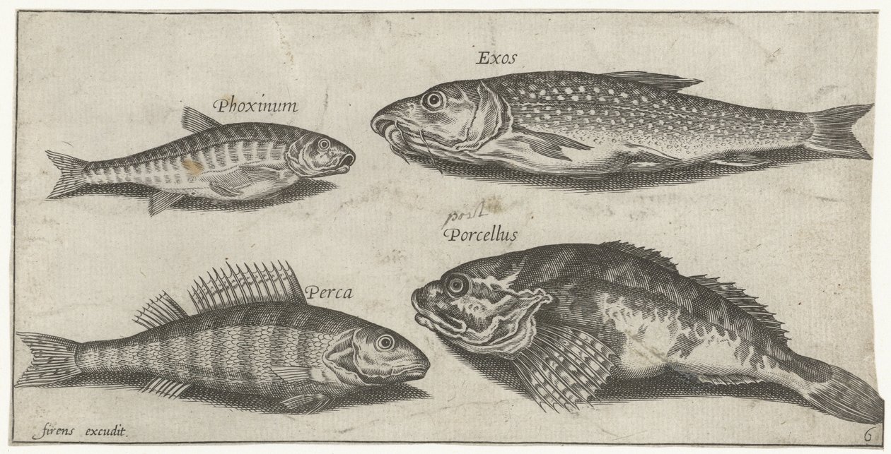 Carpe, vairon, poisson-chat et perche (Vissen, Piscivm vivae icones) - Pierre Firens