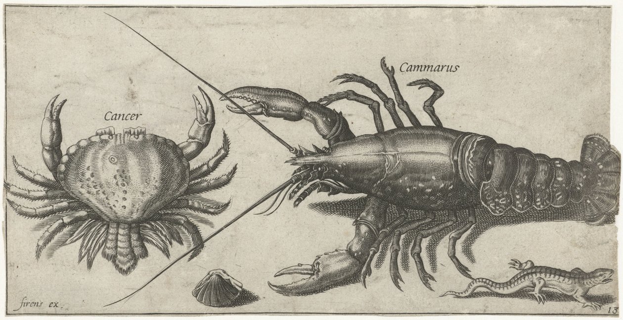 Homard, crabe, salamandre et une coquille, Poissons (titre de la série), Piscivm vivae icones (titre de la série) - Pierre Firens