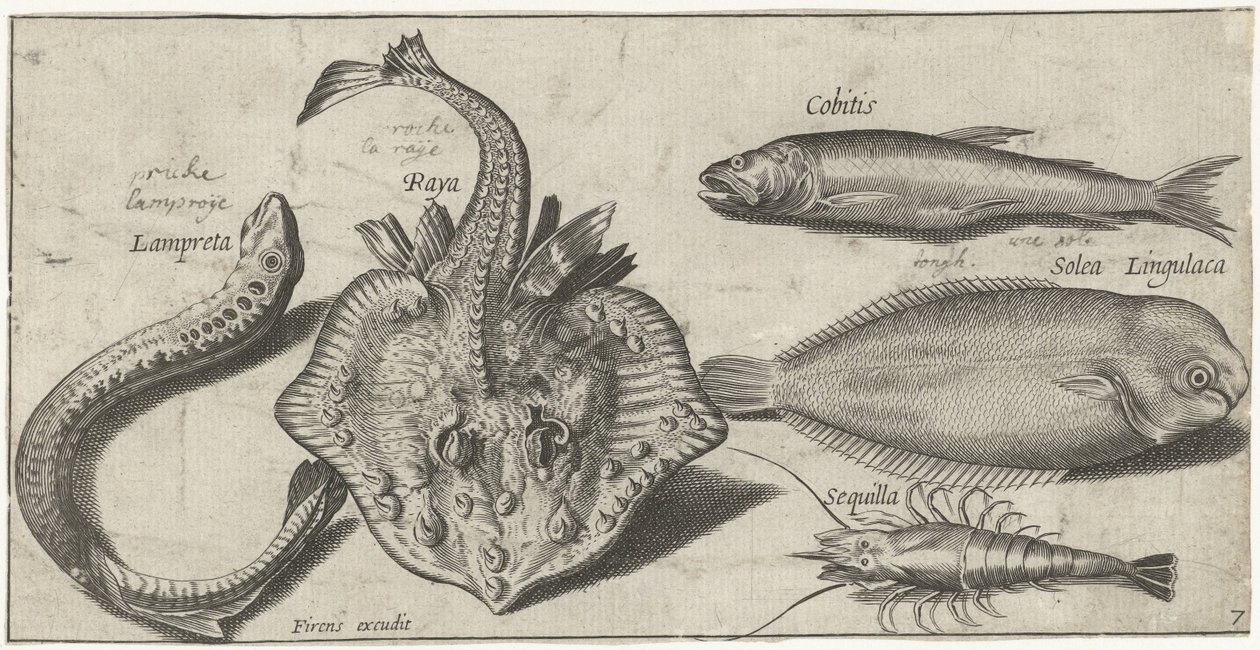 Raie, lamproie, crevette et deux autres poissons (Poissons) - Pierre Firens