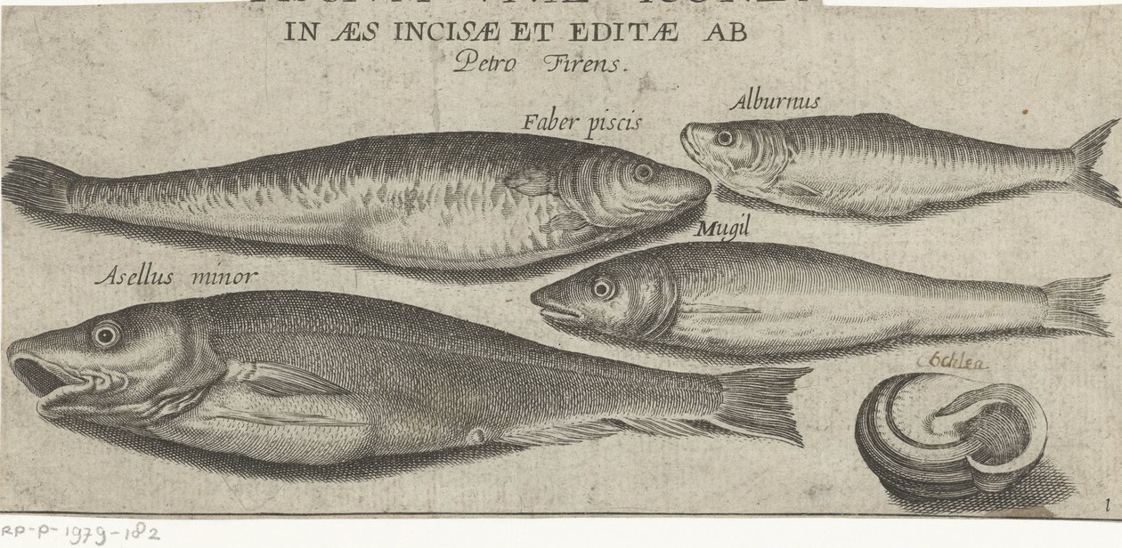 Sprat, carpe, mulet, petite morue et une coquille - Pierre Firens