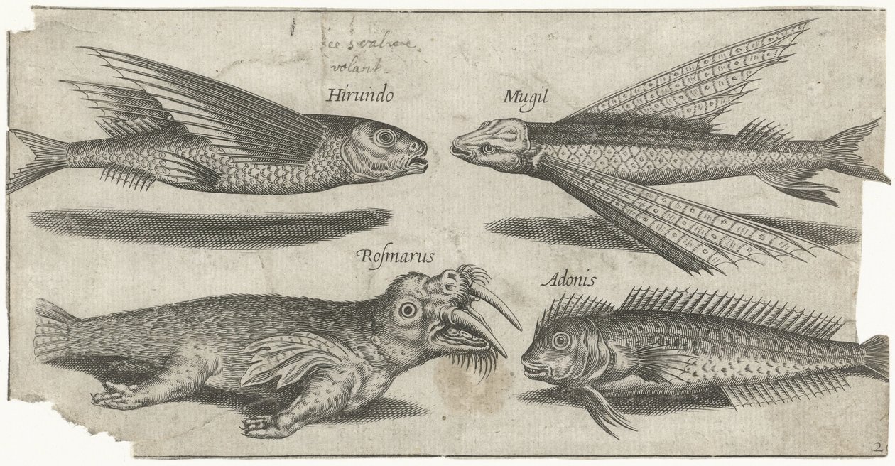 Poisson volant, grondin, poisson-limace et un morse - Pierre Firens