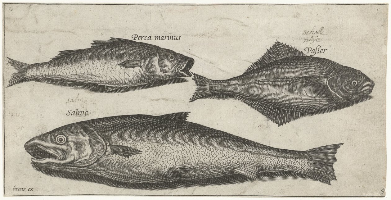 Bar, sole et saumon - Pierre Firens