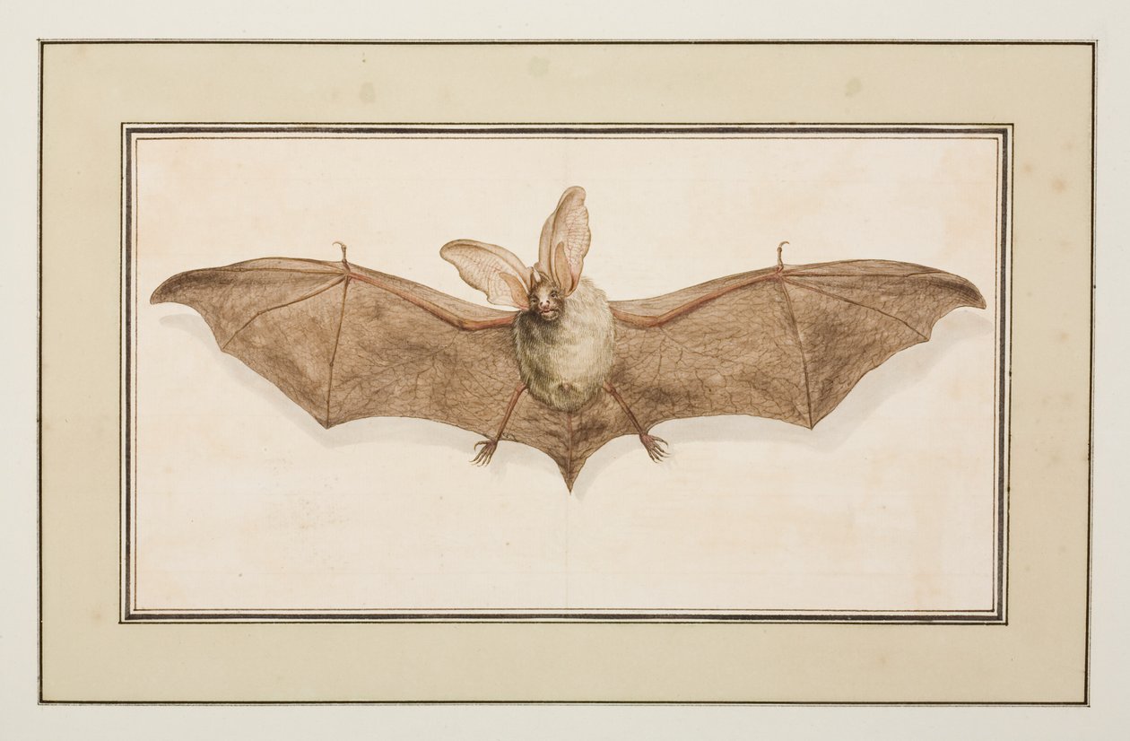 Oreillard brun, vers 1755-65 - Pierre Francois Ledoulx