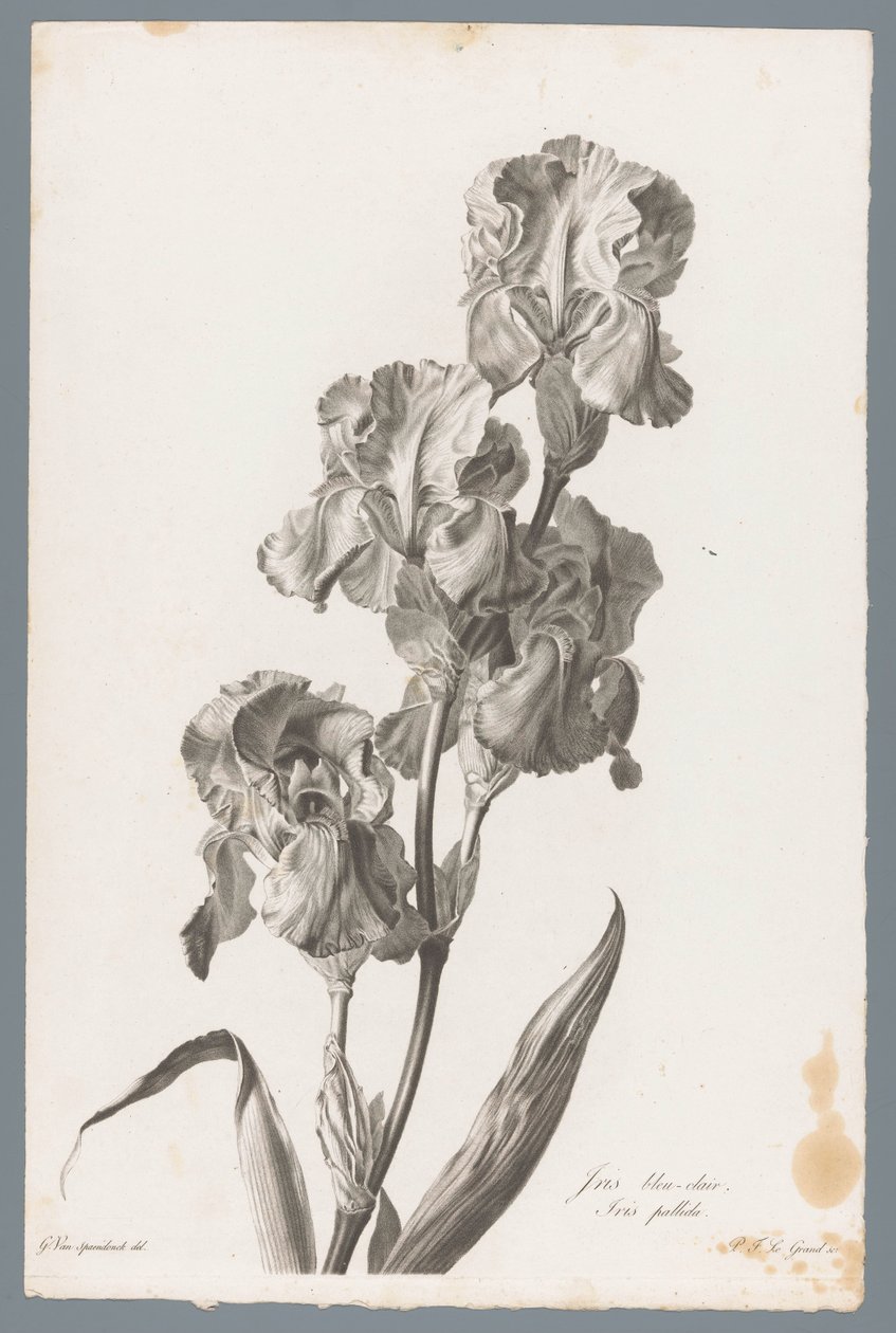 Iris dalmatien - Pierre François Legrand
