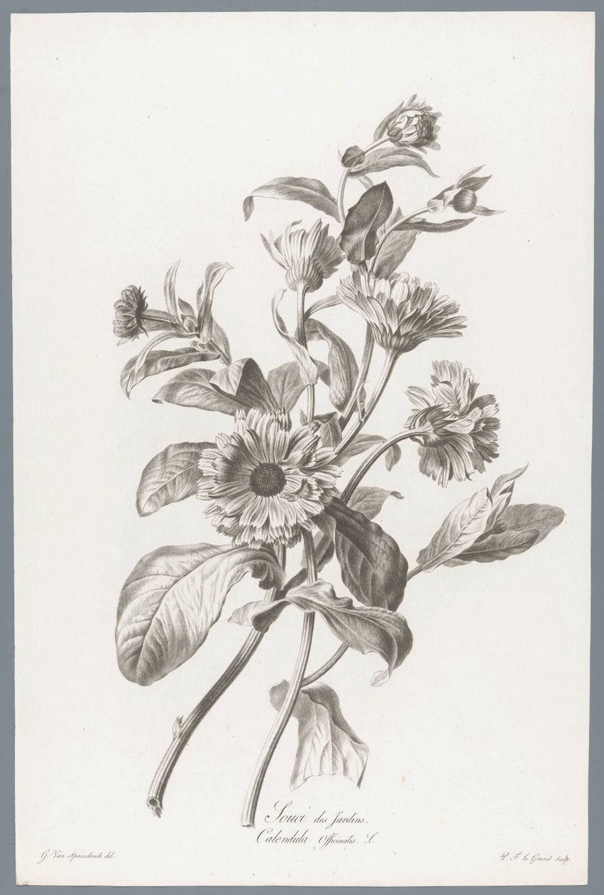 Souci des Jardins / Calendula Officinalis L. (Fleurs dessinées d