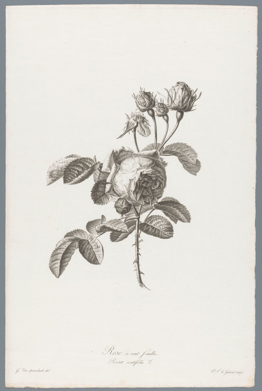 Rose à cent feuilles - Pierre François Legrand