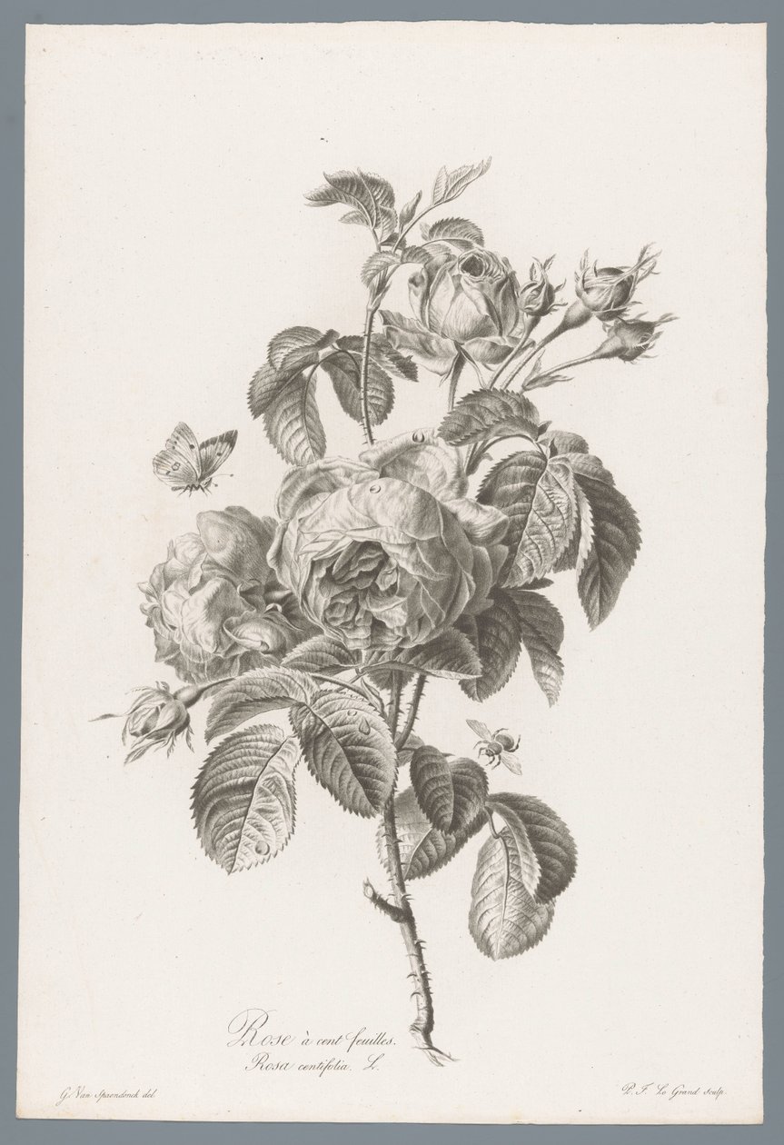 Rose à cent feuilles - Pierre François Legrand