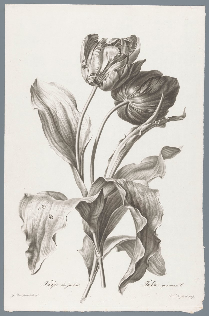 Tulipe - Pierre François Legrand