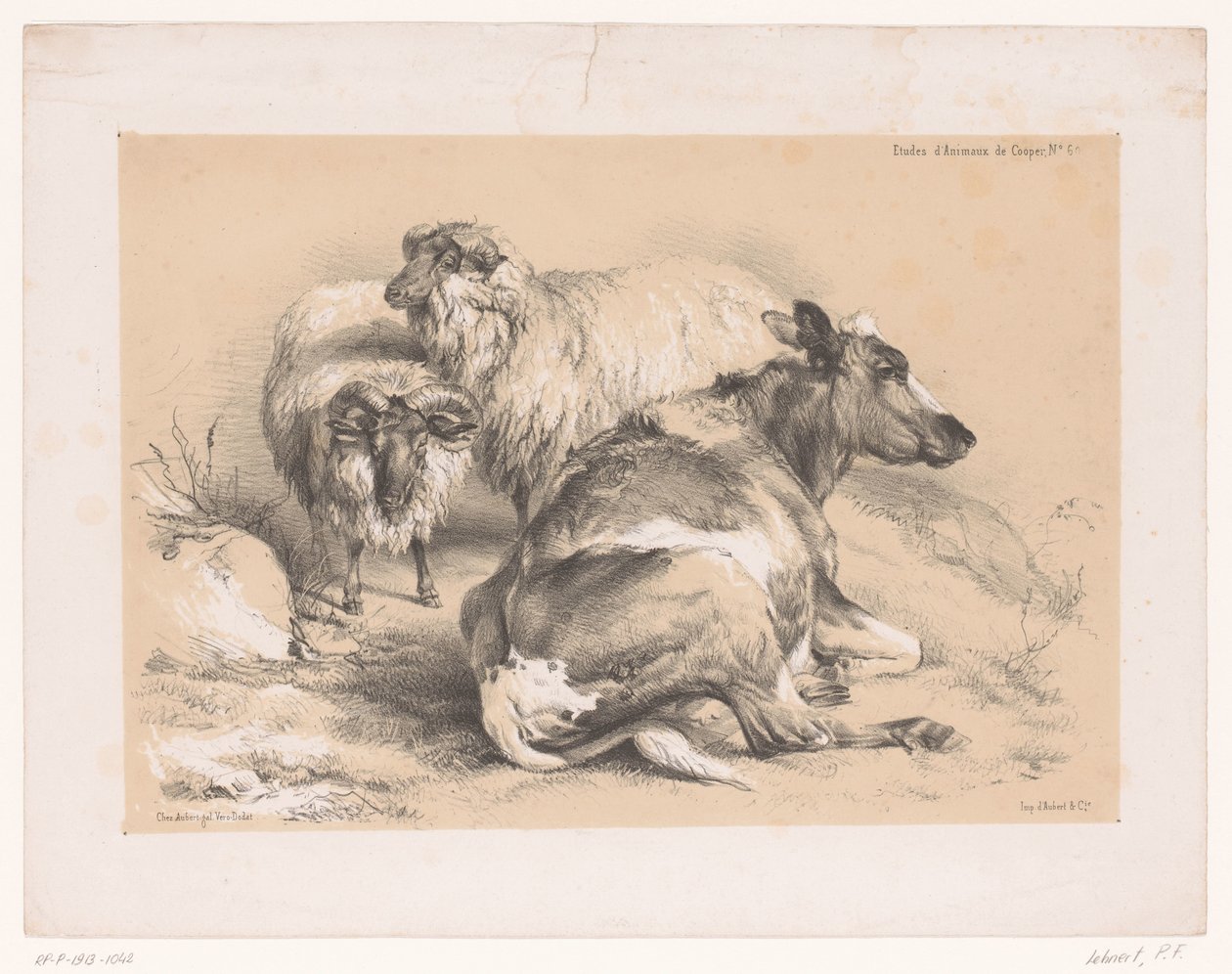 Étude de deux moutons et d