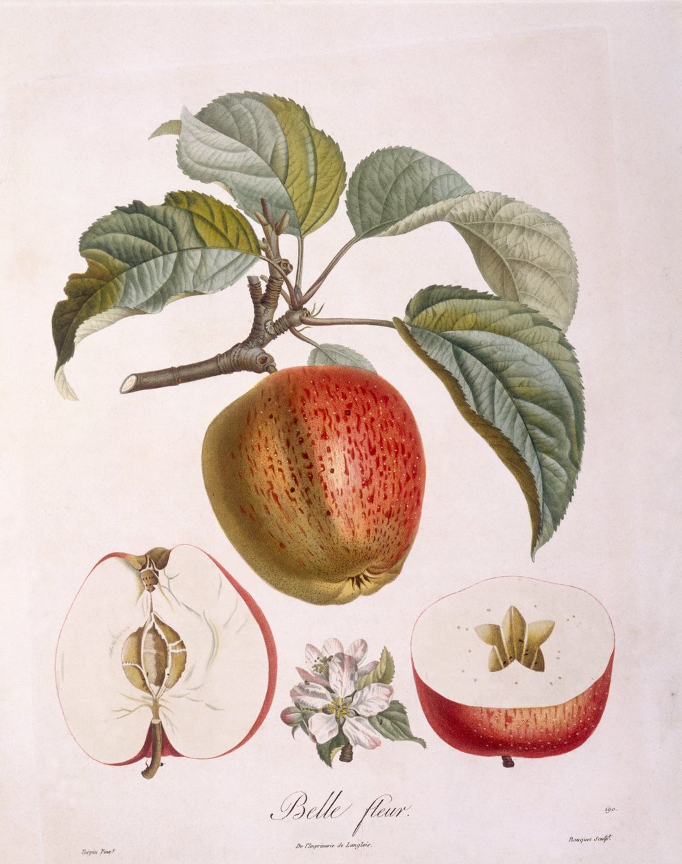 Pomme "Belle fleur", planche botanique par Pierre Jean Francois Turpin - Pierre Jean Francois Turpin