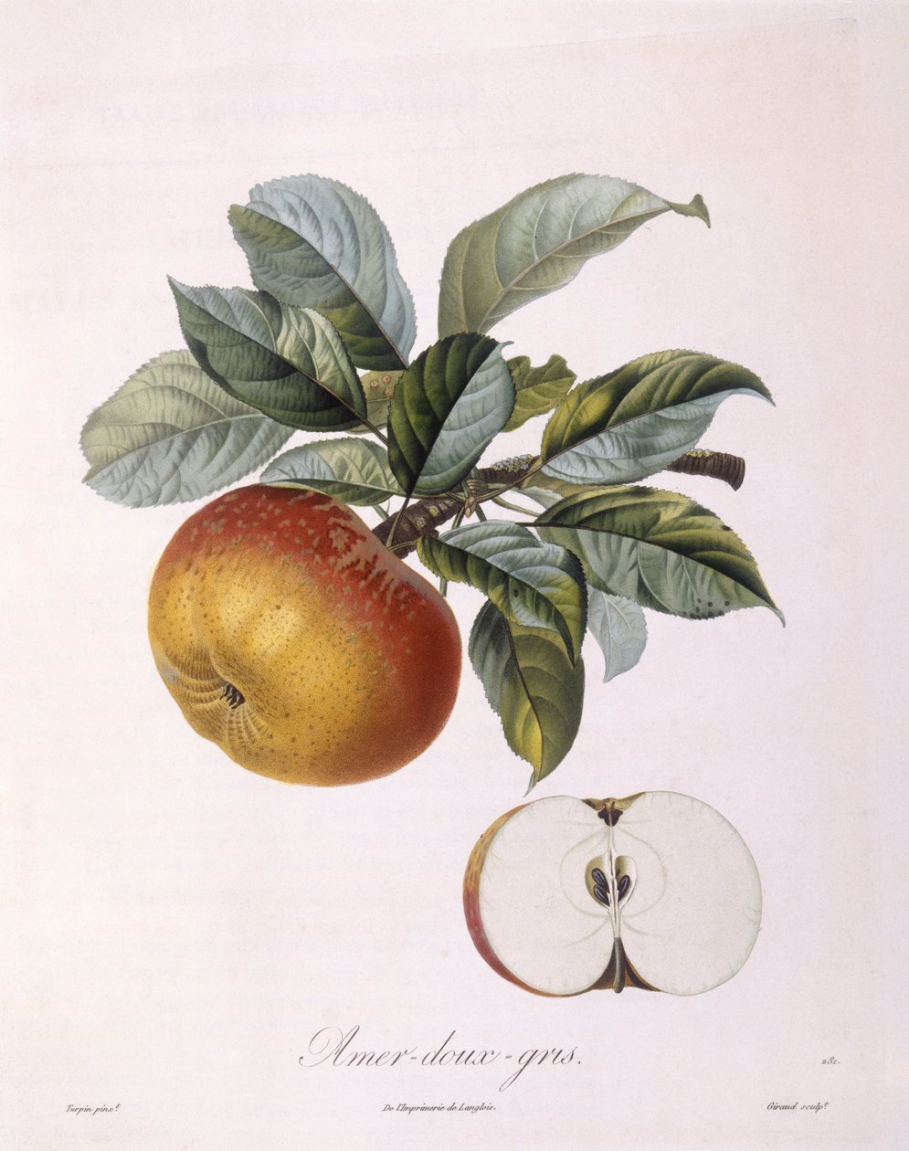 Pomme "Doux Amer Gris", planche botanique de Henry Louis Duhamel du Monceau par Pierre Jean Francois Turpin - Pierre Jean Francois Turpin