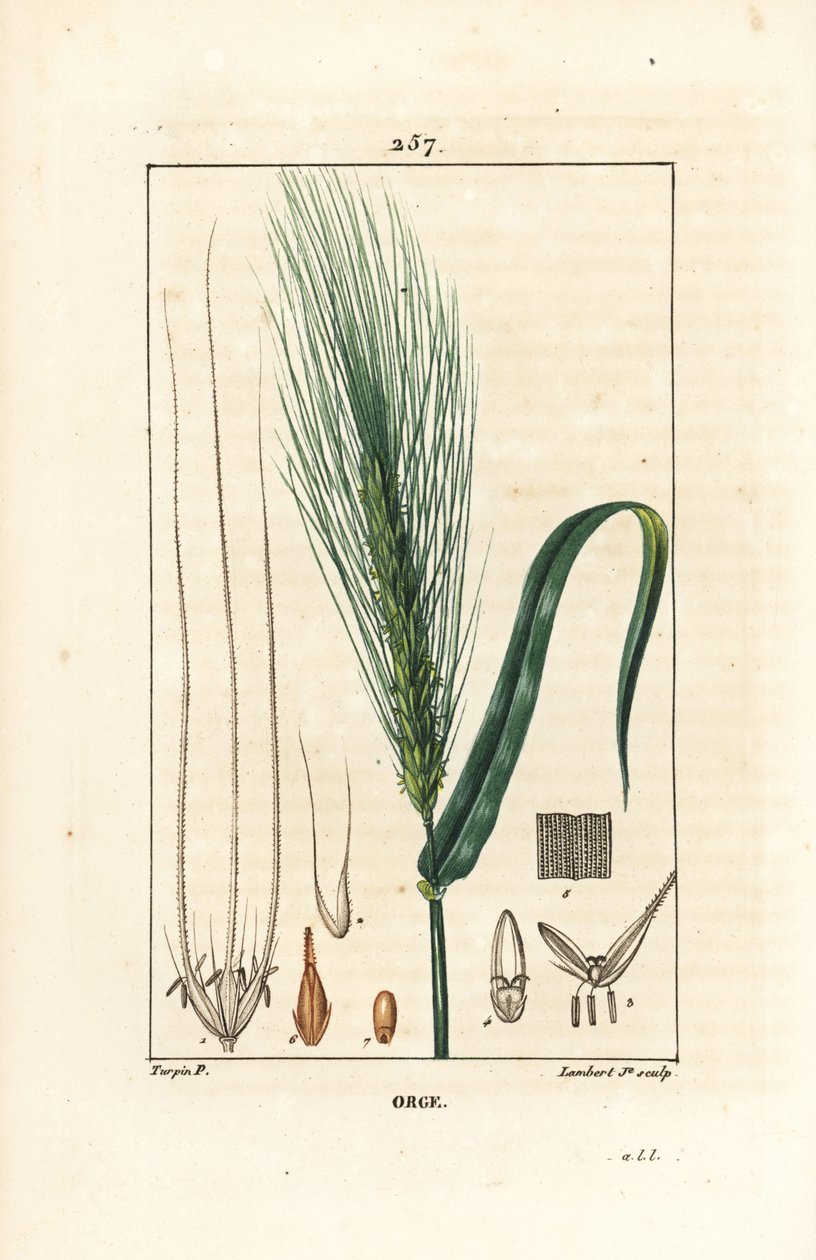 Orge - Orge, Hordeum vulgare, montrant tige, feuille et épi de graines. Gravure en taille-douce en couleur par Lambert Junior d