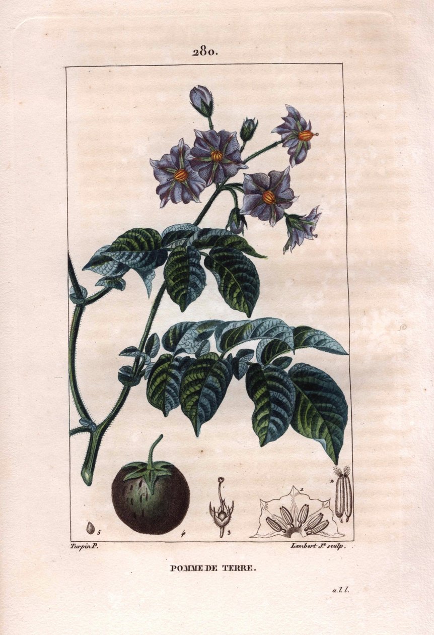 Botanique : pomme de terre - Plante de pomme de terre, fleurs et fruits, Solanum tuberosum. Gravure en taille-douce colorée à la main par Lambert d