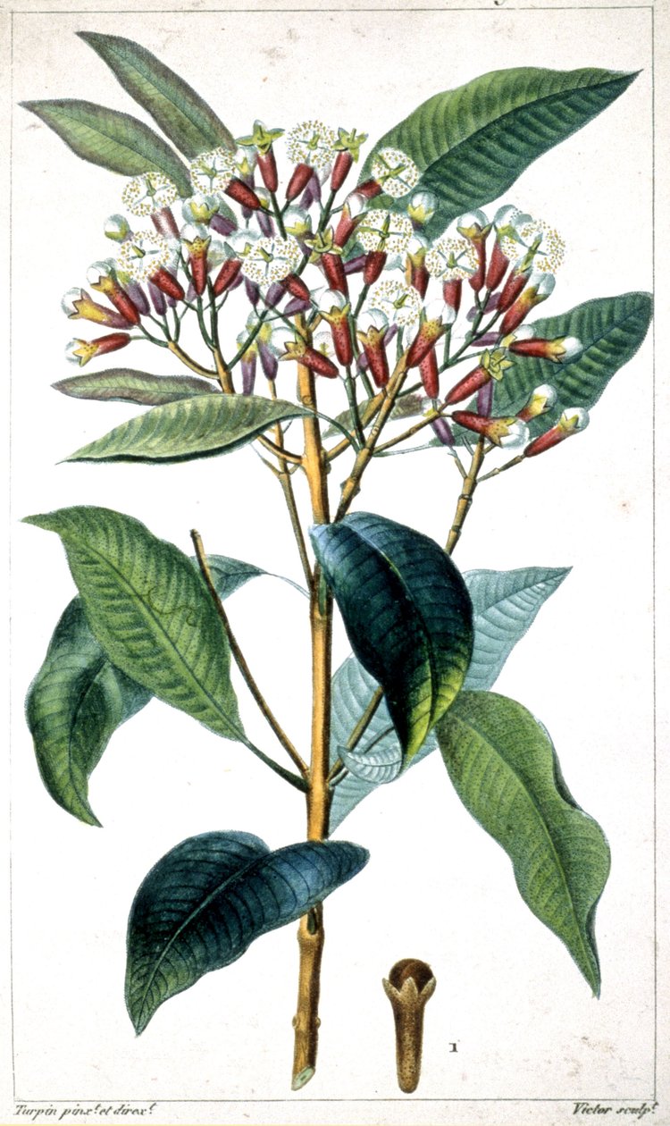Clou de girofle et arbre à clous de girofle, milieu du XIXe siècle - Pierre Jean Francois Turpin