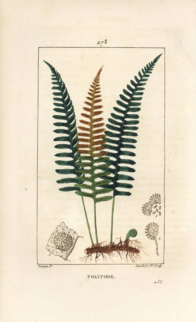 Polypode commun - Pierre Jean Francois Turpin