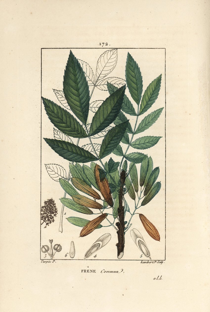 Frêne commun ou frêne élevé - Frêne, Fraxinus excelsior, montrant branche, feuilles, graines et feuille en contour - Pierre Jean Francois Turpin
