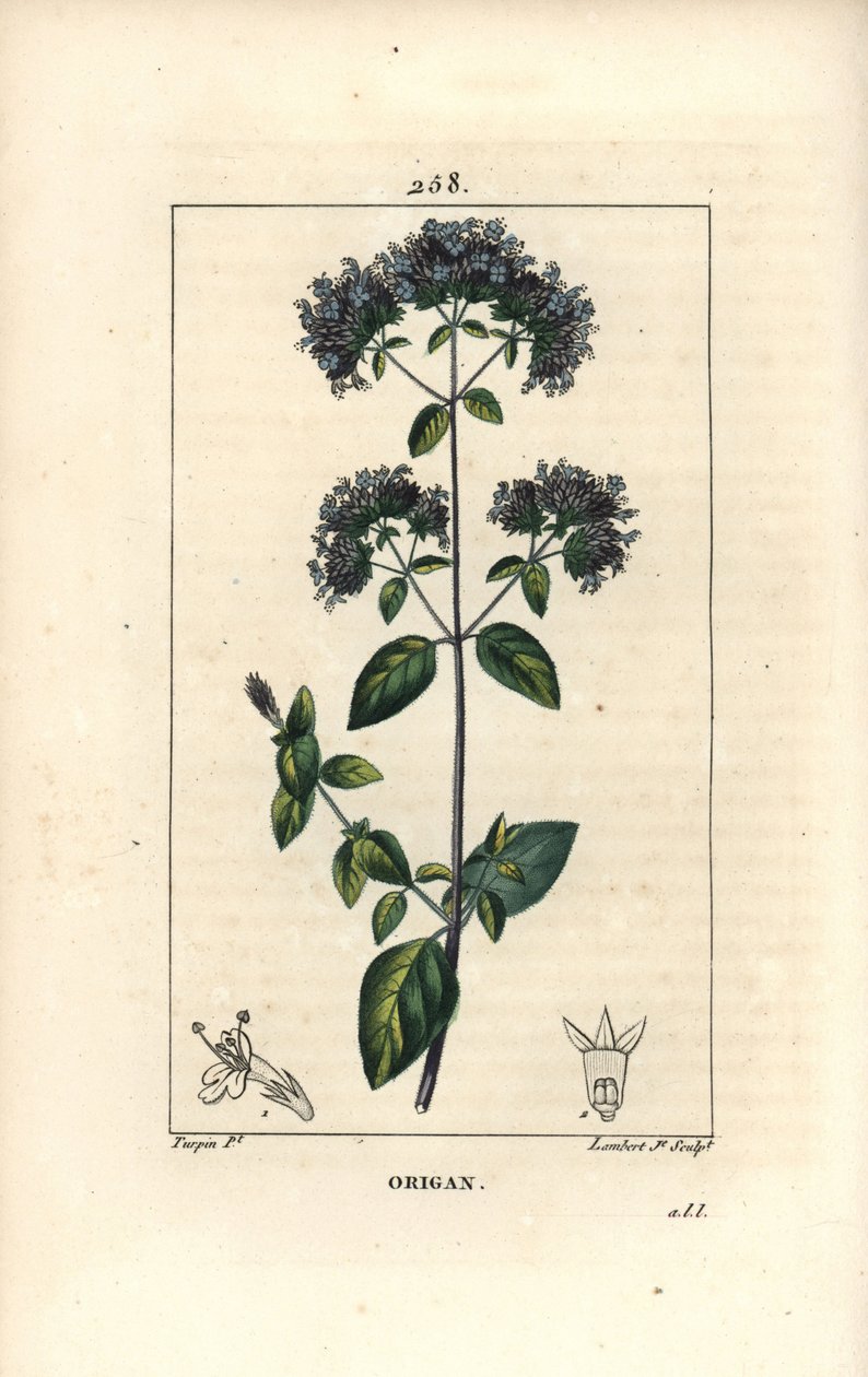 Origan commun, également appelé marjolaine sauvage - Origan ou marjolaine sauvage, Origanum vulgare, avec fleur, feuille, tige et graine. Gravure en taille-douce en couleur par Lambert Junior d