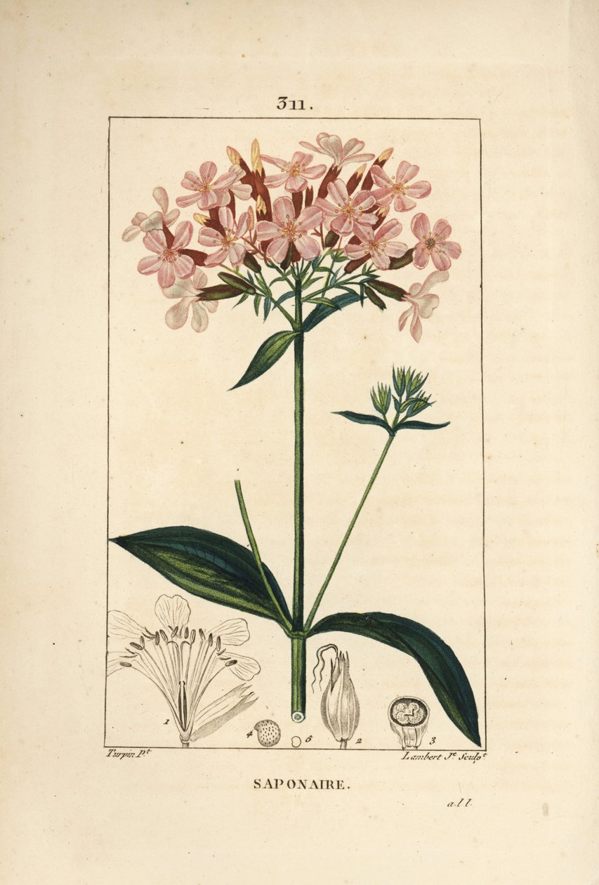 Saponaire officinale, Saponaria officinalis, avec fleur, feuille, tige et graine - Pierre Jean Francois Turpin