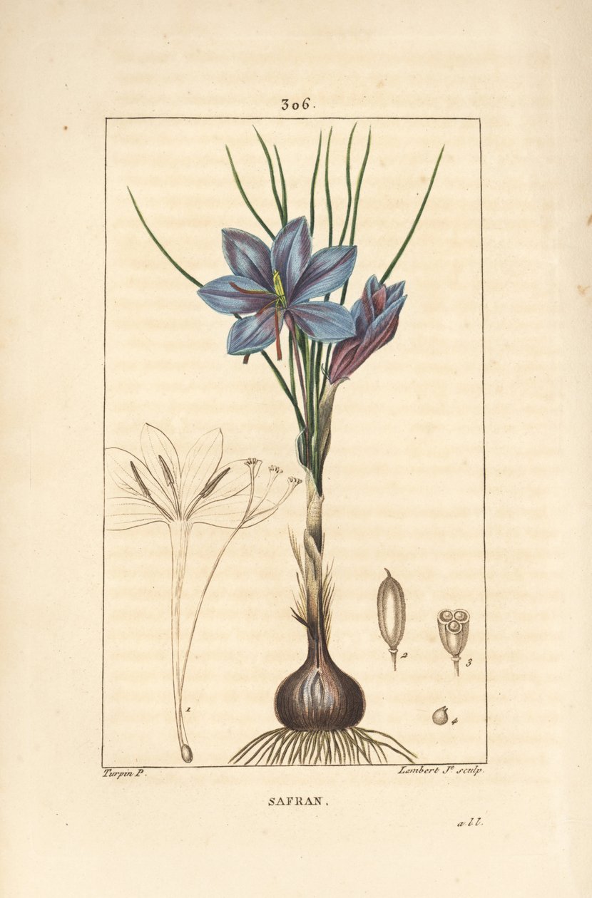 Crocus - Crocus sativus - Pierre Jean Francois Turpin