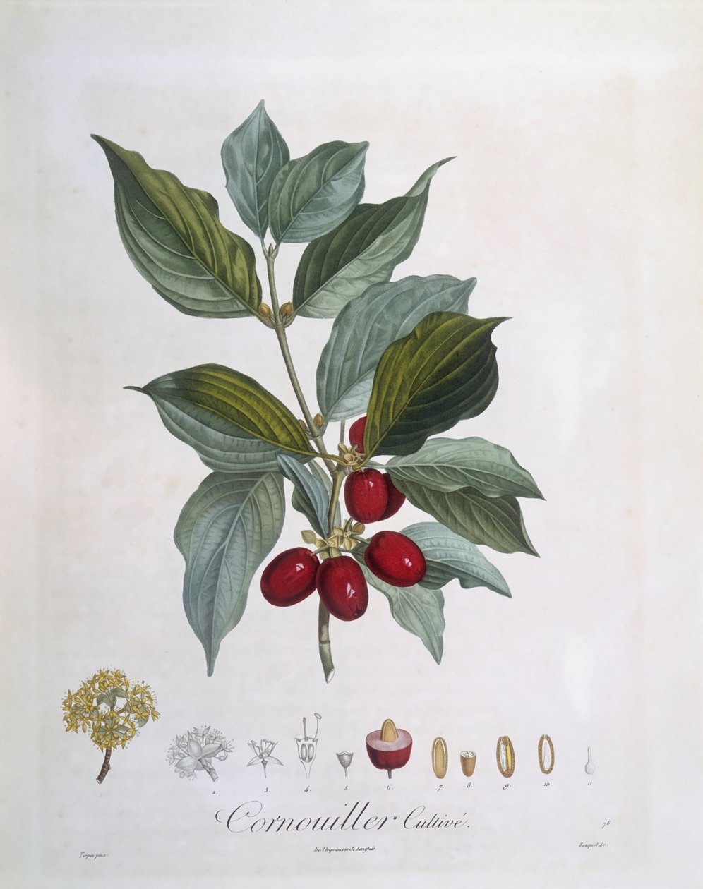 Cornouiller mâle (Cornus mas), planche botanique de Henry Louis Duhamel du Monceau par Pierre Jean Francois Turpin - Pierre Jean Francois Turpin