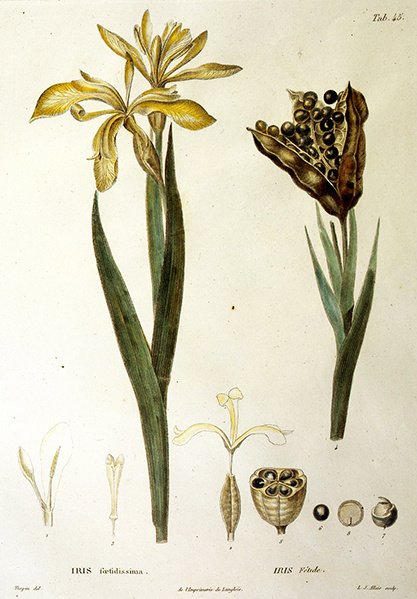 Iris fétide, gravé par L. J. Allais (gravure coloriée à la main) - Pierre Jean Francois Turpin