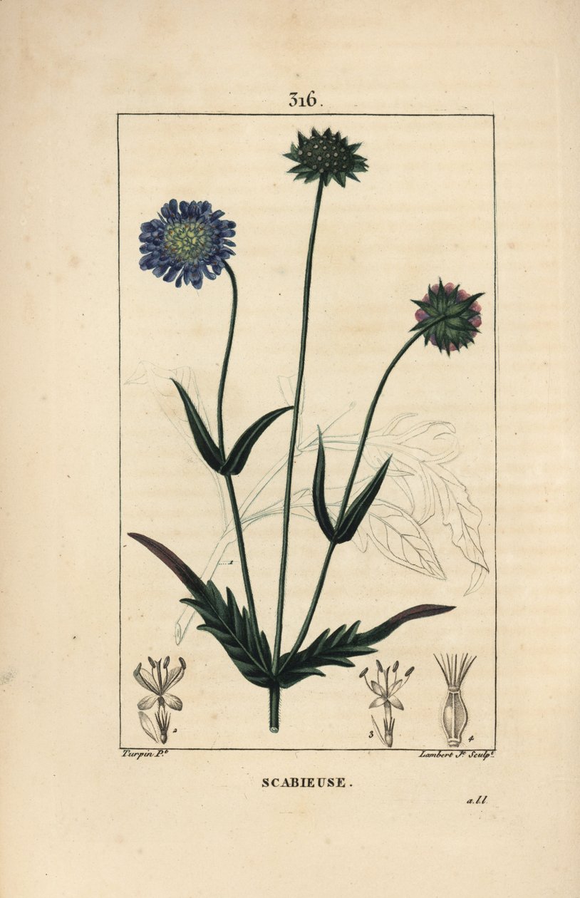 Knautie des champs ou scabieuse des champs - Scabieuse des champs, Knautia arvensis, avec fleur, feuille, tige, graine et contour de feuille. Gravure au pointillé en couleur à la main par Lambert Junior d