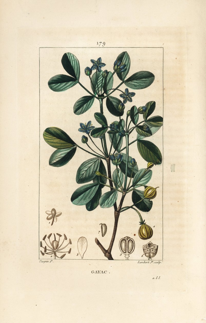 Gaiac ou bois sacré - Pierre Jean Francois Turpin