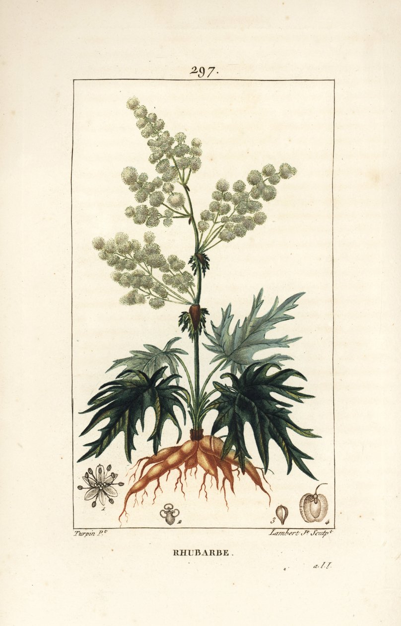 Rhubarbe de jardin - Rhubarbe, Rheum rhabarbarum (Rheum palmatum), avec fleur, tige, feuille, graine et racine. Gravure au pointillé en couleur à la main par Lambert Junior d